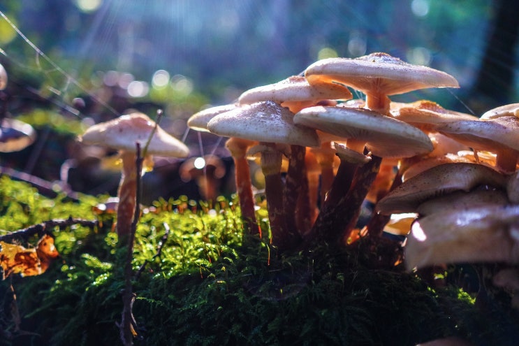 버섯종균기능사 Craftsman Mushroom Seeds 버섯종균기능사 Craftsman Mushroom Seeds