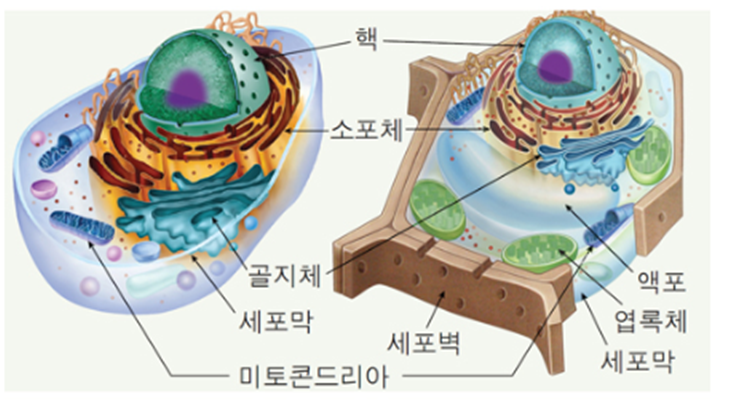 원핵세포와 진핵세포의 특징 및 일반적 차이와 유전적 차이