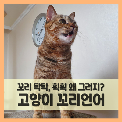 고양이꼬리 언어 속에 담긴 냥이 마음은? (F. 꼬리 살랑살랑 탁탁, 부르르 떨기, 세우기) : 네이버 블로그