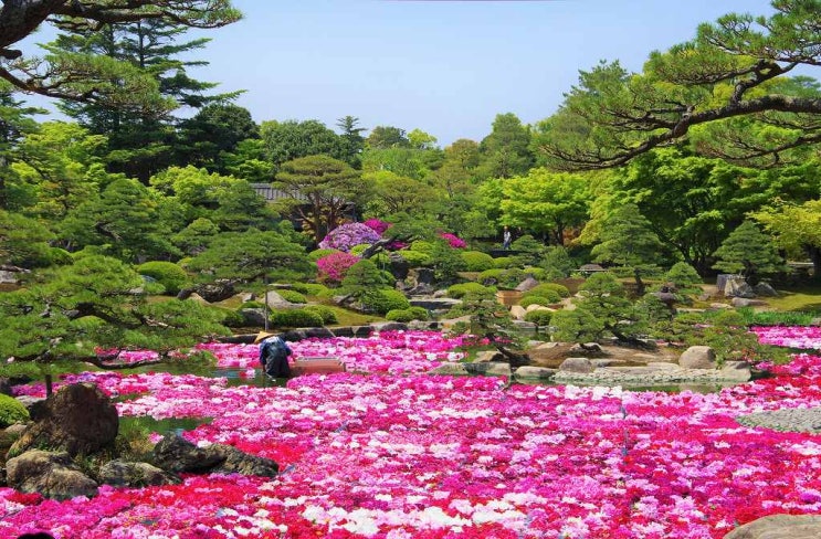 [랜선 타고 일본여행] 모란꽃이 아름다운 유시엔 정원(由志園)【시마네현】