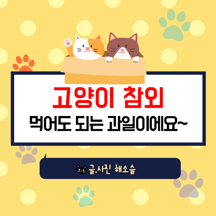  고양이 참외 먹어도 되는 과일이에요~