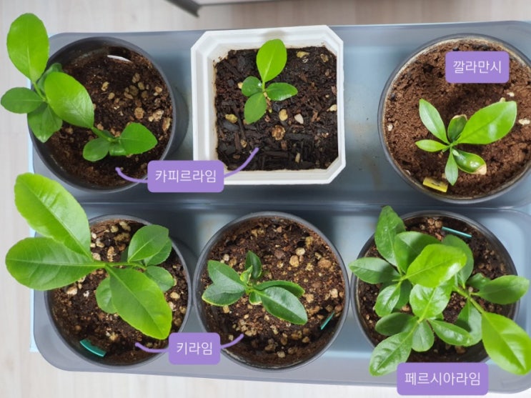 홈가드닝 라임나무 키우기 How to Repot a Citrus trees / Lime trees (feat. 라임나무 분갈이) 홈가드닝 라임나무 키우기 How to Repot a Citrus trees / Lime trees (feat. 라임나무 분갈이)