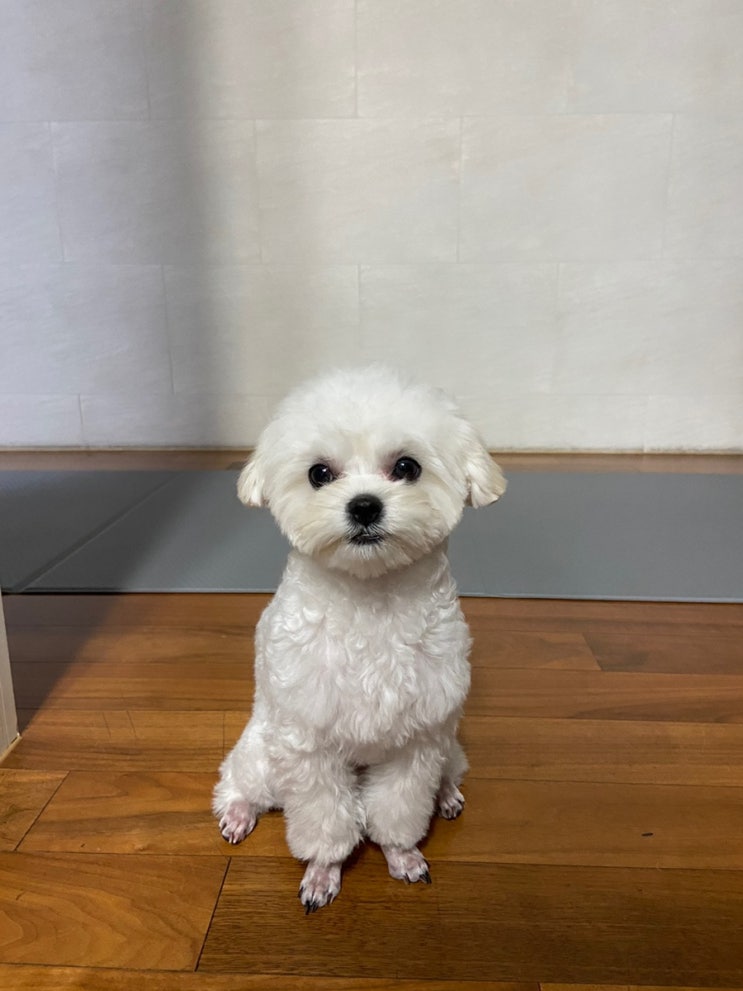  저희집 댕댕이 쿠키 북극곰 컷 미용했어요 cc