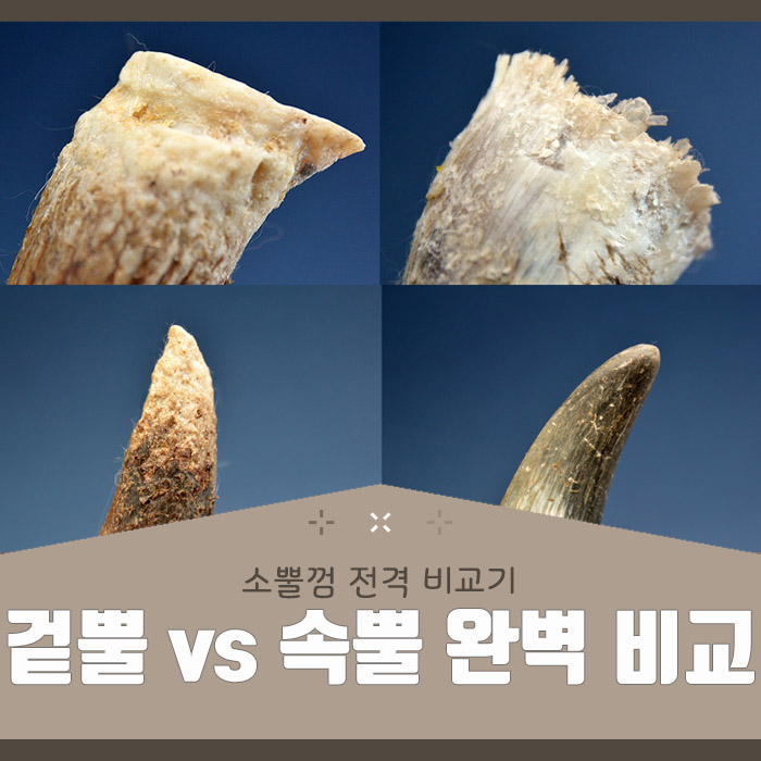  소뿔껌, 대형견개껌으로 어떨까? - 겉뿔 / 속뿔 비교기