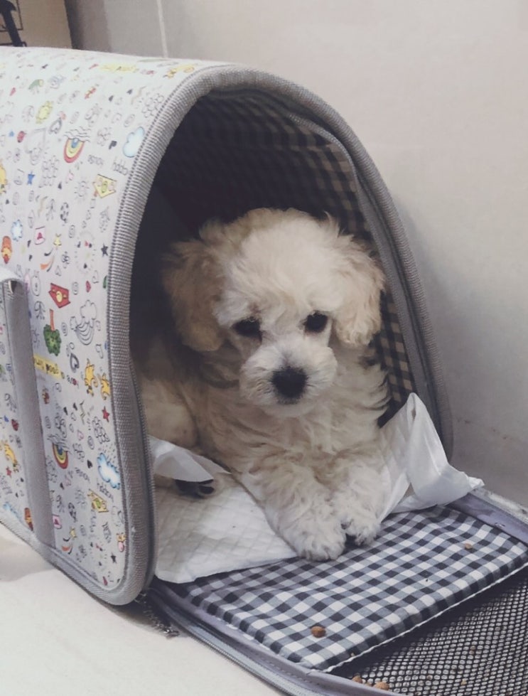  50일차 강아지 화이트푸들 미솜의 추억