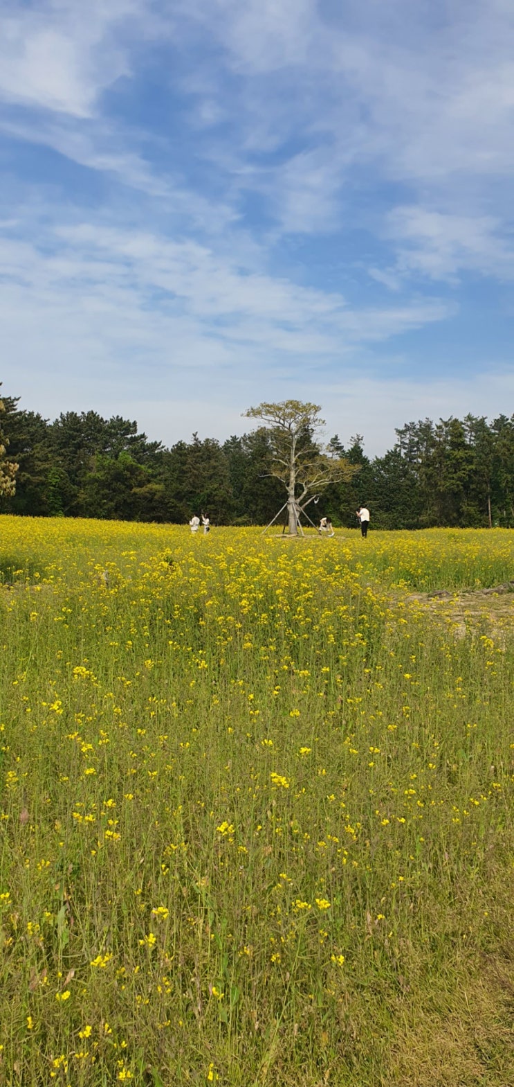  제주도에서 살고싶어지는 풍경 (제주함덕해수욕장 경치,유채꽃이 예쁜 제주 애월 항파두리 항몽유적지 )
