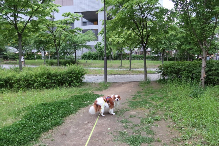  매일 7시~7시 40분 아침 산책 시간