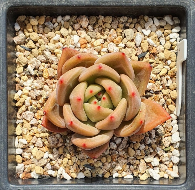  SP2,  아리엘,걸이대다육식물