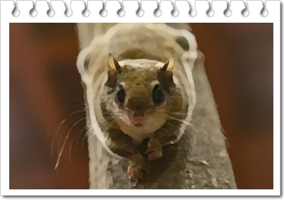  하늘다람쥐 분양가격 및 특징에 대해서(Southern Flying Squirrel)