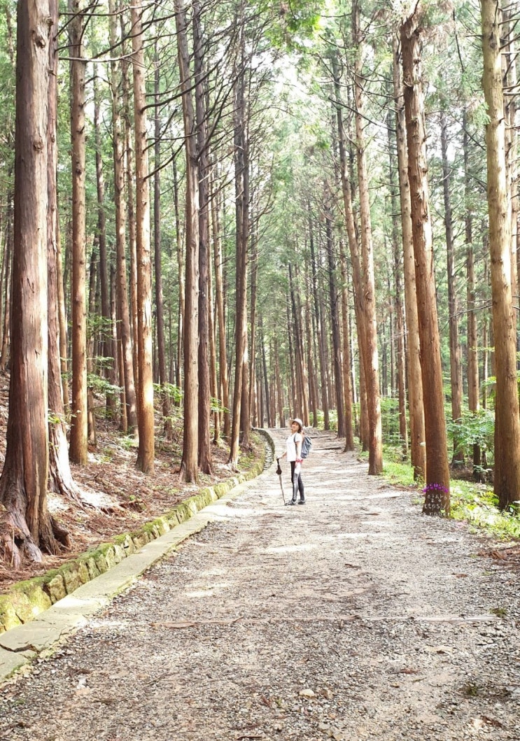 [부산 숨은명소]부산 어린이대공원.성지곡 수원지 편백숲 산림욕장에서 불응령 등산