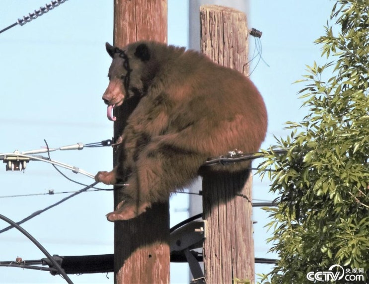 "미국, 전봇대 위로 올라간 곰" CCTV HSK 생활 중국어 신문 기사 뉴스 공부