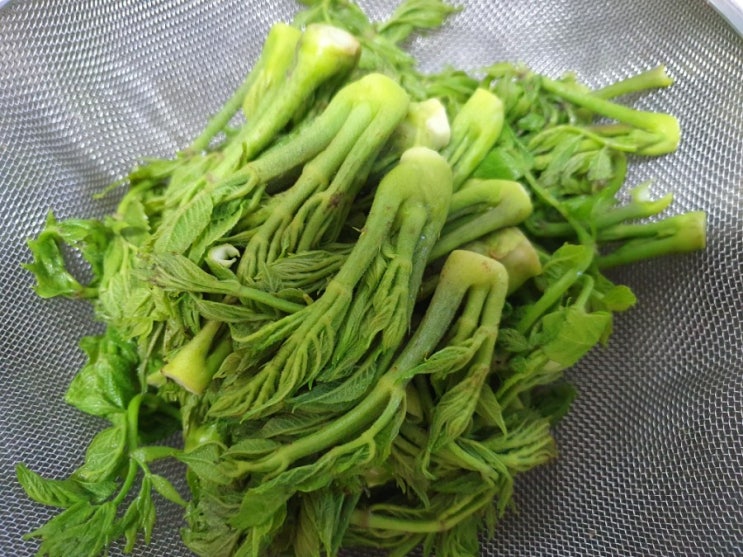  산두릅 장아찌 만들기