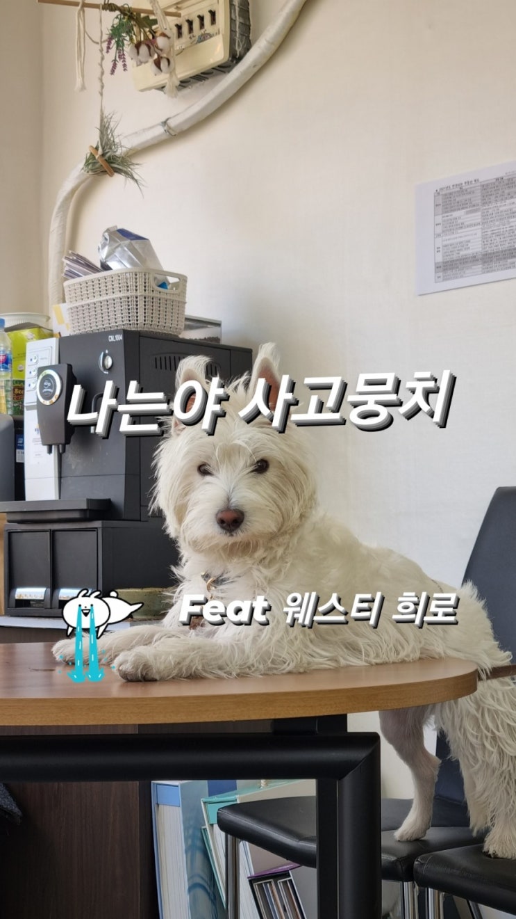  "내 강아지의 잦은 구토, 원인이 이거라고?"- 웨스티,웨스트하이랜드화이트테리어,화이트테리어,강아지구토,강아지이물질,송이동물병원,테리어종류,털안빠지는강아지