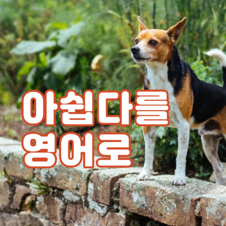 sorry for 아쉽다를 영어로