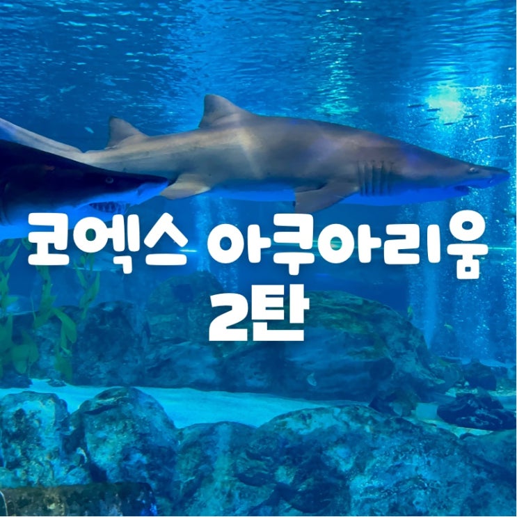 코엑스 아쿠아리움 완벽 분석! 2탄 아쿠아리움하면 역시 코엑스 아쿠아리움 (희귀 생명체는 물론 해저터널 포토존까지)