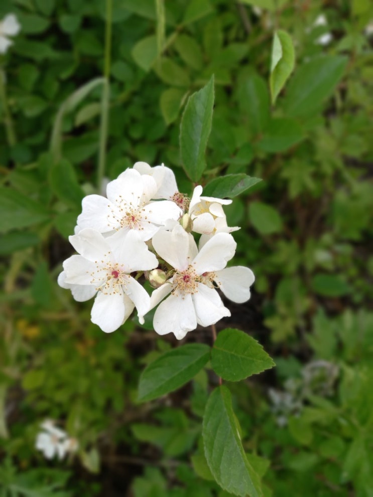  찔레꽃 피는 계절