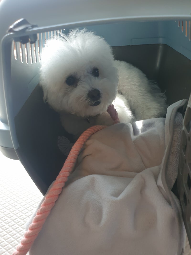 The five colours scheme called Obangsaek or 오방색, represent directions: east  (blue), south (red), center (yellow), white (west) and north (black), they  are also said to symbolize the 'five elements of life', image size:800x1067