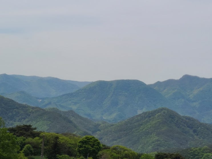  100대명산-73, 영월 태화산 최단코스 등산(흥교 태화산 농장~세이봉 갈림길~태화산~원점)