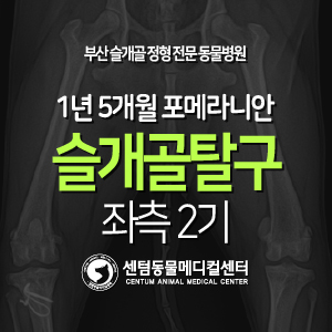 [슬개골 탈구 수술 증례] 1년 5개월 / 포메라니안 / 좌측 2기 (부산 남구 동물병원, 센텀동물메디컬센터)