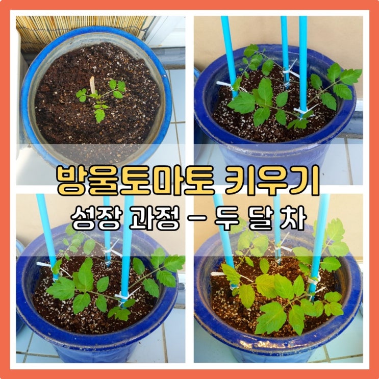 방울토마토 키우기 ( 두 달 차 성장과정 )