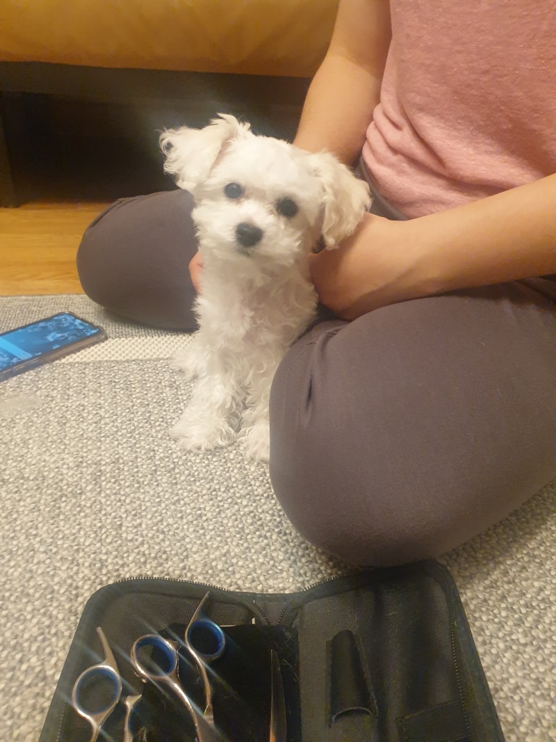 예쁜 강아지 이름 추천,순위 총정리 : 네이버 블로그, image size:800x1067