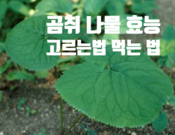  항암 빈혈 다이어트 곰취 나물 효능 (ft. 고르는 법 먹는 법 손질법 보관 방법)