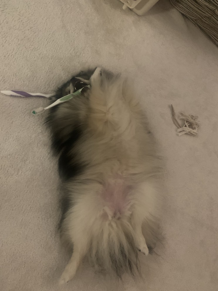  칫솔씹는 꾸꾸