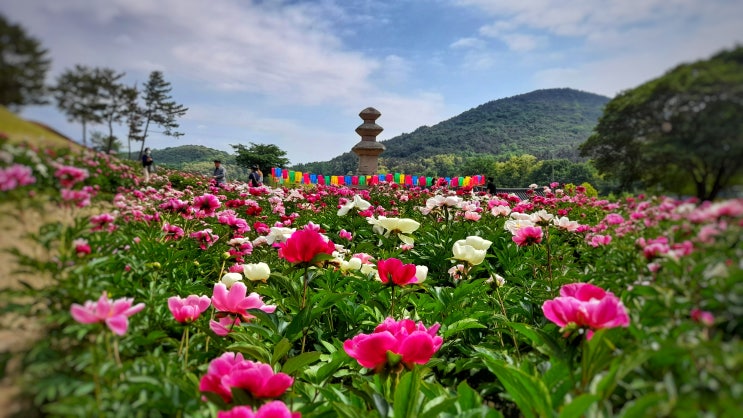  경주 5월 가볼만한 서악동 도봉서당 뒤편 작약 꽃밭 (주차안내)