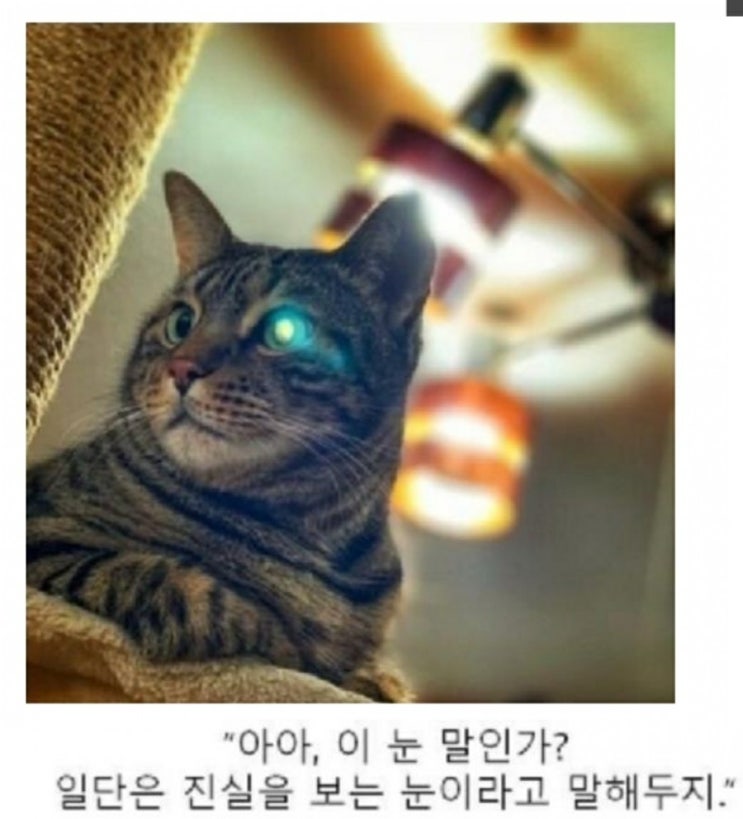  [중2병 고양이] 다크 쉐도우!! 위기일발!! (재밌고 귀여운 고양이 짤 대방출)