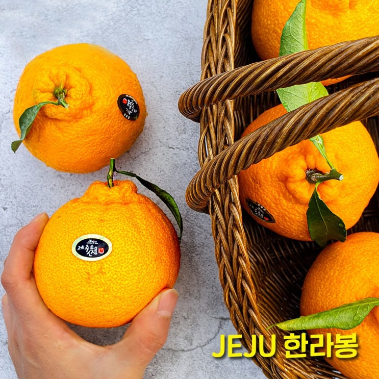 많이 찾는 제주 산지직송 고당도 한라봉 로얄과 3kg 5kg 추석 설 명절 선물세트 좋아요