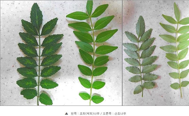 Sancho Effect Sancho Oil Effect (산초 잎 효과 과일나무 분말, Sancho zeppi 분화법) 2