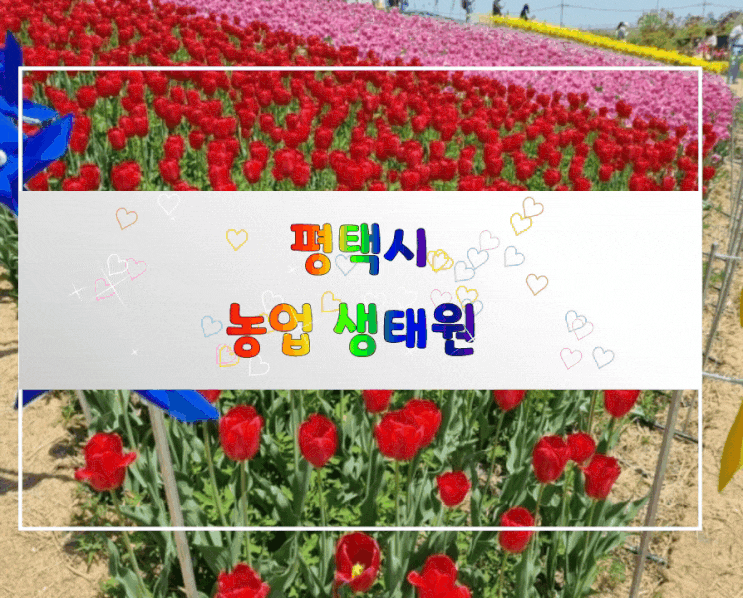  텐트치고 아이와 놀수있는 평택시농업생태원 유채꽃 튤립 구경