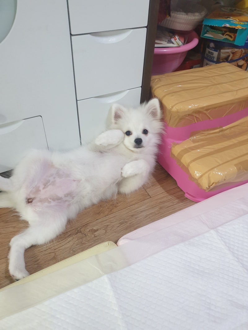 예쁜 강아지 이름 추천,순위 총정리 : 네이버 블로그, image size:800x1067