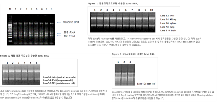 RNA 간단한 정리 및 RNA prep 실험