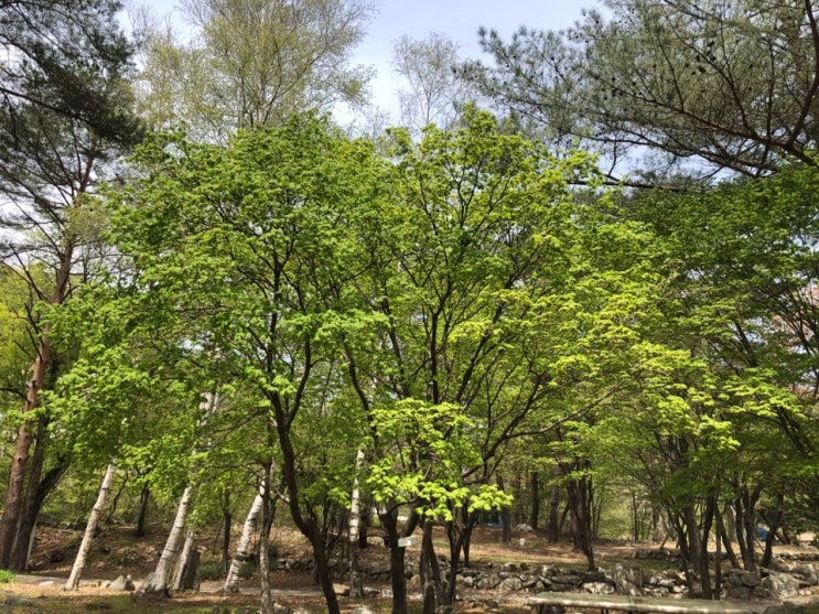 강원도에는 아직 벚꽃이 피어있어요