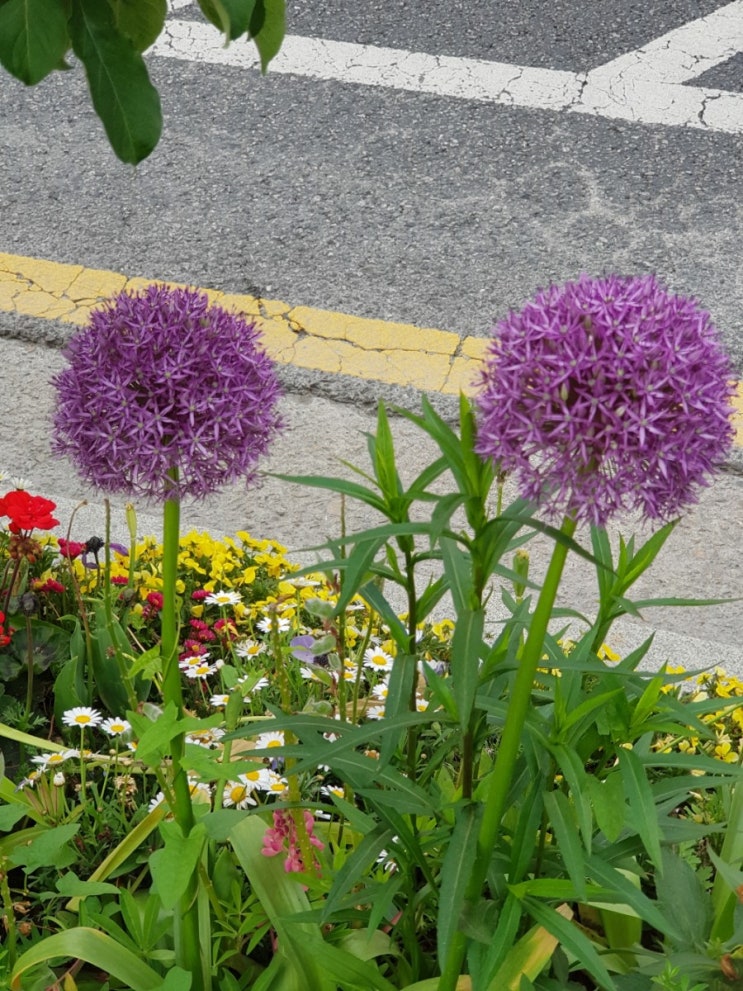 꽃검색을 애용해보자, 무려 세번째 썰