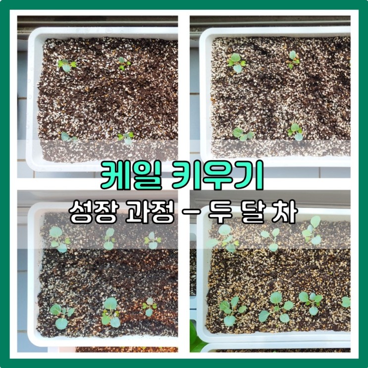 케일 키우기 (두 달 차 성장과정)