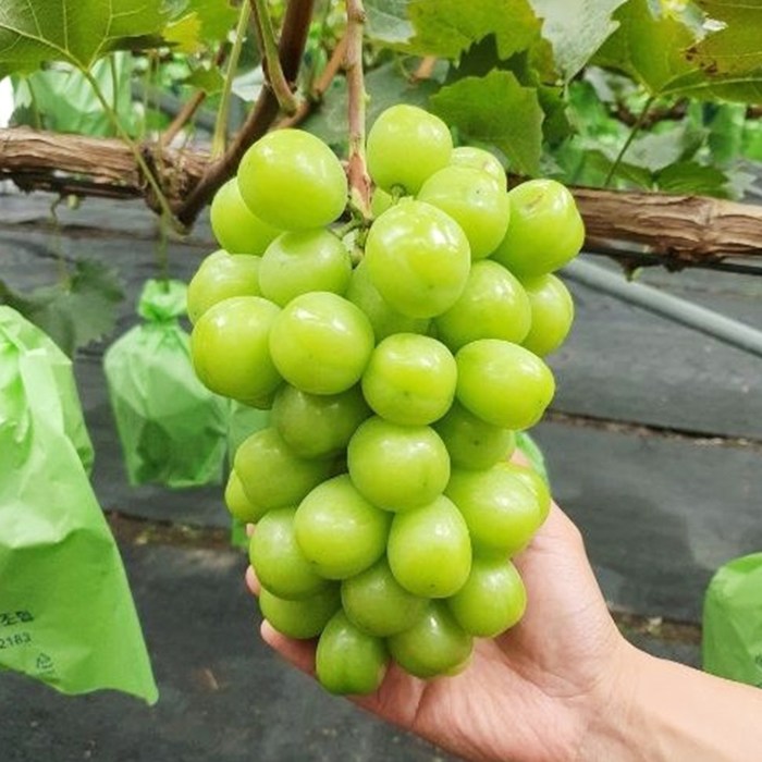 선호도 좋은 국내산 상주 고당도 샤인머스켓2kg (2~3수), 단품 추천해요 선호도 좋은 국내산 상주 고당도 샤인머스켓2kg (2~3수), 단품 추천해요