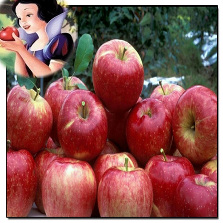 구매평 좋은 [공주네농장] 새벽이슬맺힌 안동꿀사과 ~할인특가판매 행사중~, 1박스, 02. 가정용 흠과 2KG / 중과 추천합니다