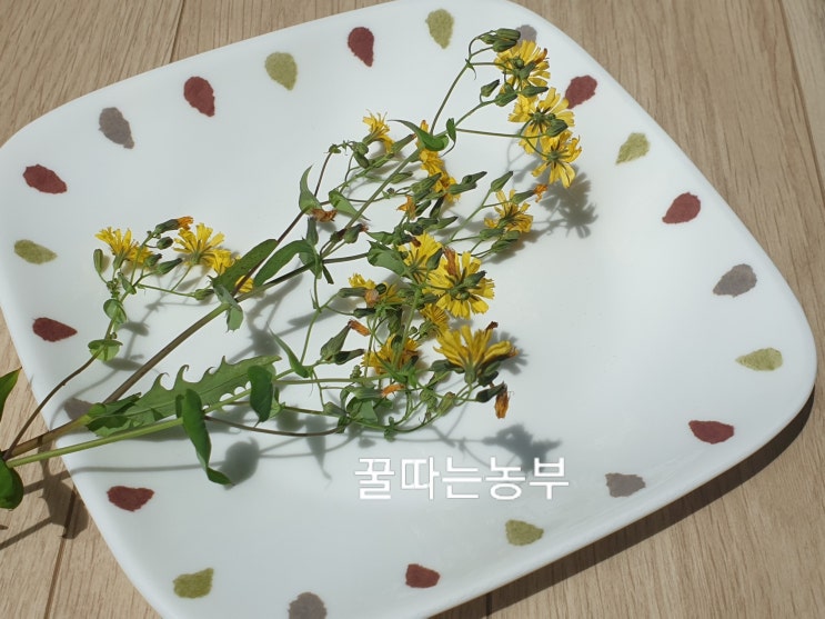  접시에 노란 씀바귀꽃 담았어요