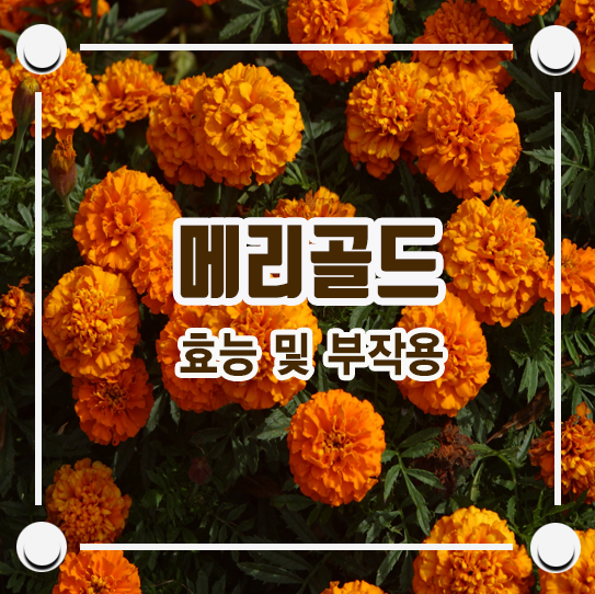 메리골드꽃차 효능 및 부작용 / 메리골드 : 네이버 블로그 메리골드꽃차 효능 및 부작용 / 메리골드 : 네이버 블로그
