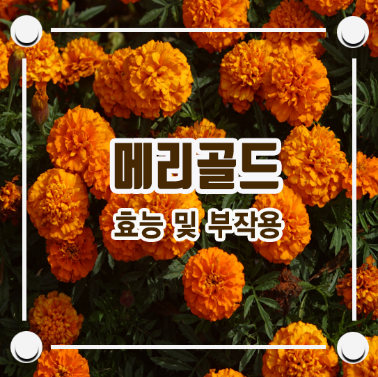 메리골드꽃차 효능 및 부작용 / 메리골드 : 네이버 블로그