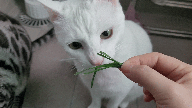 고양이풀 캣그라스 먹방 -베리편