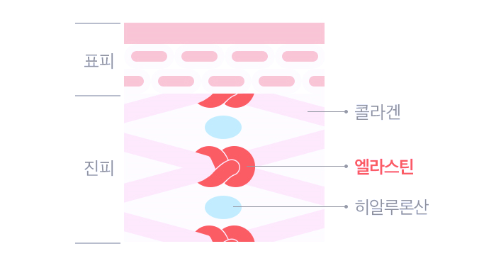 엘라스틴뜻과 효능에 대해 알아볼께요