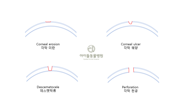  전주 안과동물병원_강아지 각막궤양(corneal ulcer)