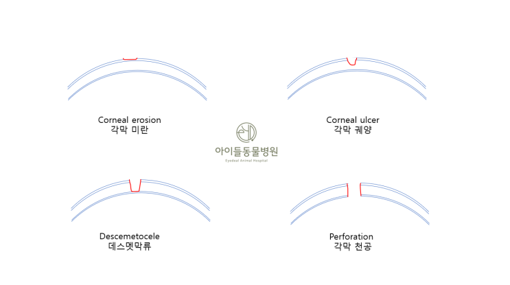 전주 안과동물병원_강아지 각막궤양(corneal ulcer)