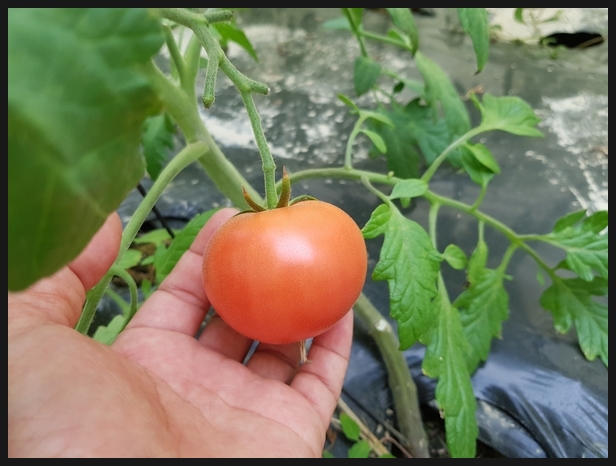 대전 토마토 재배하여 직접 판매까지 하는 농장 소개합니다.