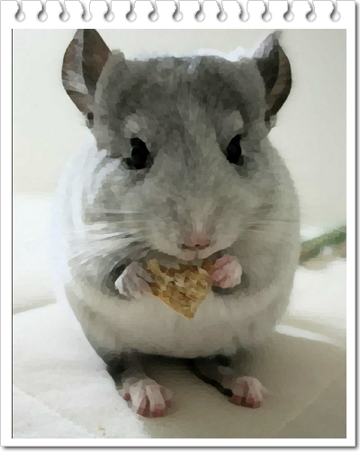  친칠라 쥐 분양가격 및 수명, 키우기에 대해(chinchilla)
