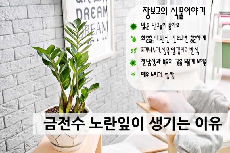 금전수 노란잎이 생기는 이유, 그리고 금전수 물주기
