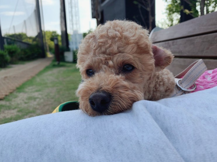  강아지가 말을 할 수 있다면 무슨 말을 먼저 할까?